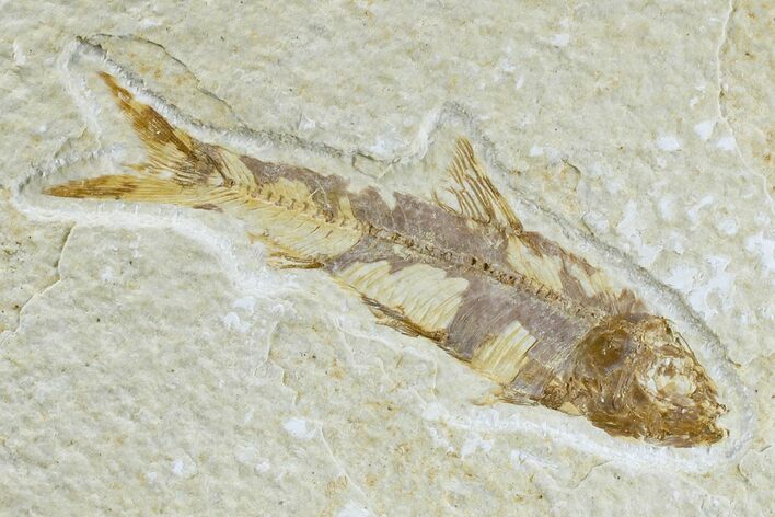 Fossil Fish (Knightia) - Wyoming #165806